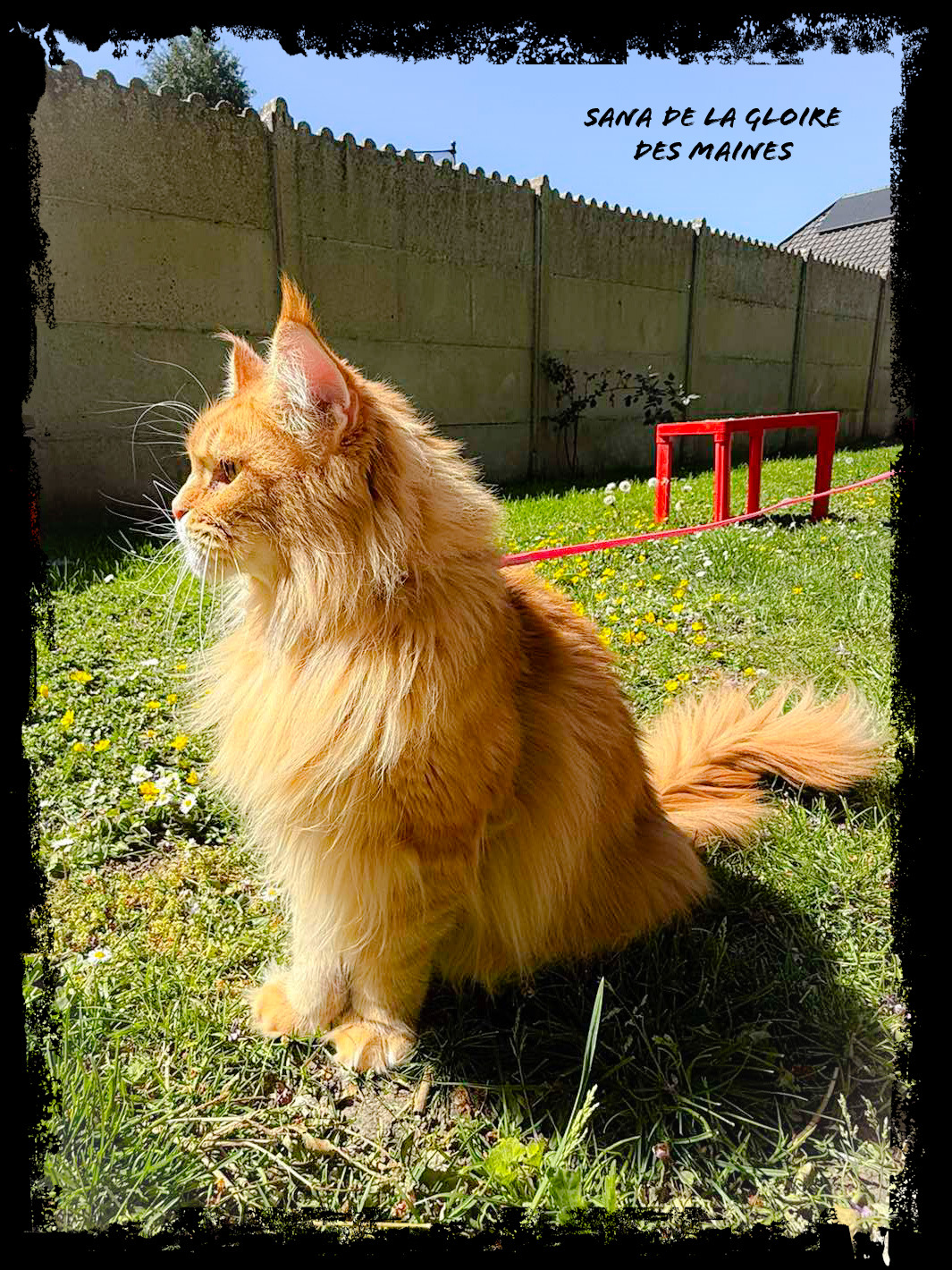 Profil de Sana